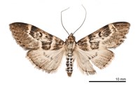 藏品(阿里山黑帶野螟蛾)的圖片